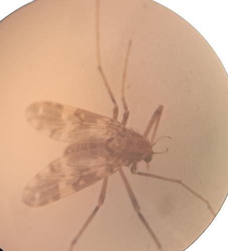 Psectrotanypus varius